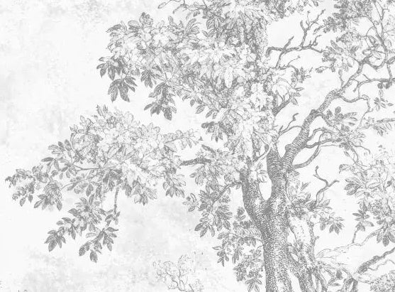 Papier peint panoramique Sous-bois au crayon gris : détail du motif, grand chêne au crayon