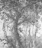Papier peint panoramique Forêt ancienne à l'encre grise : détail du motif, tronc et feuillages à l'encre grise