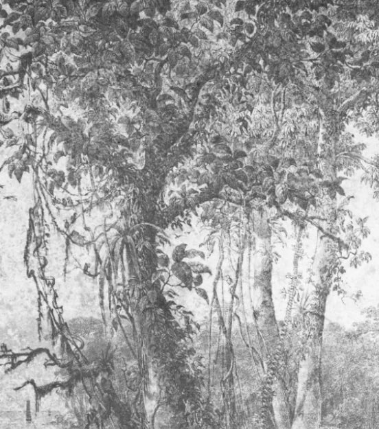 Papier peint panoramique Forêt ancienne à l'encre grise : détail du motif, tronc et feuillages à l'encre grise