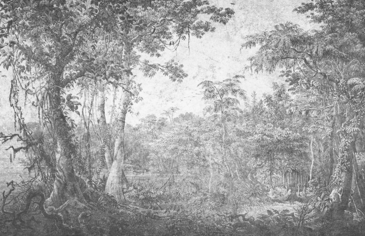 Papier peint panoramique Forêt ancienne à l'encre grise : vue à plat, grands arbres et sous-bois d'une forêt ancienne, à l'encre grise