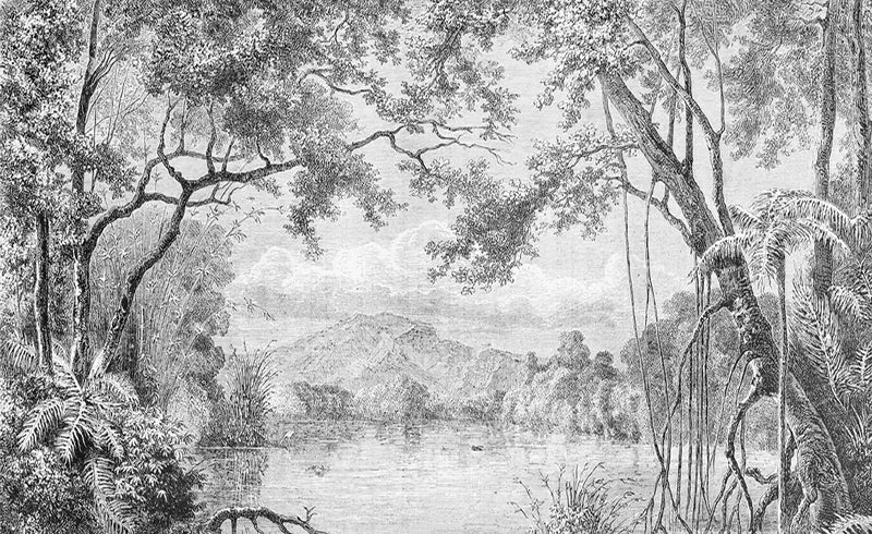 Papier peint panoramique Lac tropical gravé noir et blanc : vue du motif, lac, montagnes lointaines et grands arbres gravés en noir et blanc
