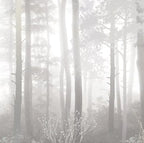 Papier peint panoramique Forêt de pins dans la brume gris perle : détail du motif, sous-bois voilé