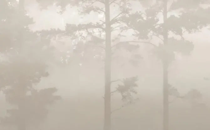 Papier peint panoramique Pins dans la brume sable : détail du motif, troncs estompés