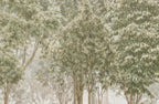 Papier peint panoramique Forêt vert olive et cerfs dans la brume : détail du motif, feuillages vert olive