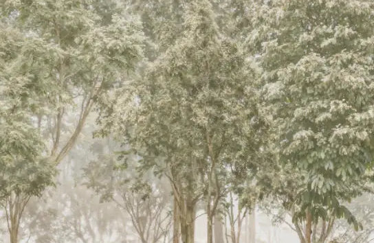 Papier peint panoramique Forêt vert olive et cerfs dans la brume : détail du motif, feuillages vert olive
